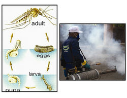 Mosquito Control Services