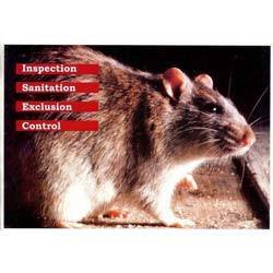 Rodent Control Services