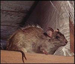 Rodent Control Services By PEST TERMINATORS