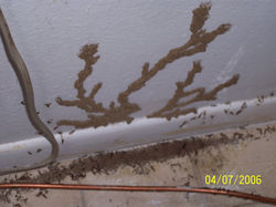 Termite Control Services By PEST TERMINATORS