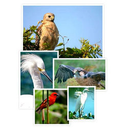 Bird Watching Tours & Trips By Insearch Outdoors