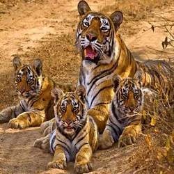 Tour Packages For Tiger Reserves & Forests By Insearch Outdoors