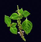 Tulsi Leaves