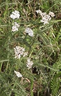 Achillea Millefolium Essential Oil