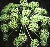 Angelica Archangelica Essential Oil