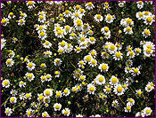 Anthemis Nobilis Essential Oil