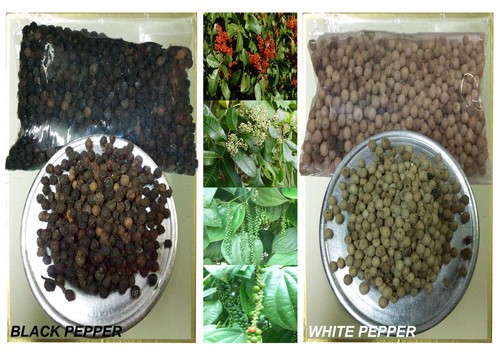 Black Pepper And White Pepper By AUDIXSTAR (THAILAND) CO. LTD.