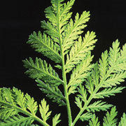 Artemisinin - Pure Extract from Artemisia Annua Leaves | Ethically Sourced, Eco-Friendly Cultivation, Upcoming Artesunate and Artemether Variants