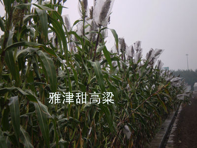 Sorghum Seed