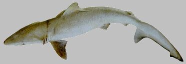 Black Tip Shark Fish