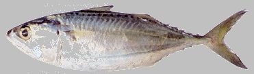 Indian Mackerel Fish