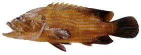 Reef Cod Fish