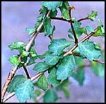 Commiphora Mukul Dry Herb Extract