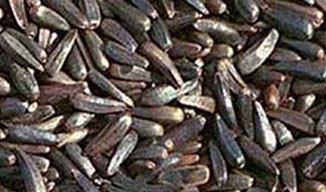 Niger Seed