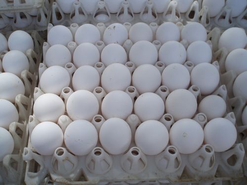 Shaheen Eggs