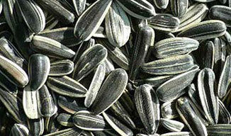 Sunflower Seed