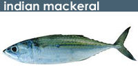 Indian Mackerel Fish