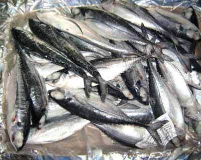 Mackerel Fish