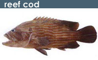 Reef Cod Fish