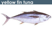 Yellow Fin Tuna Fish