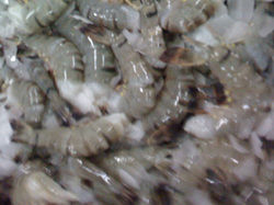 Black Tiger Shrimp