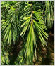 Cedarwood Essential Oil