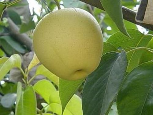 Golden Pear