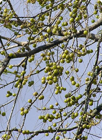 Amalaki Rasayana (Amla Ambrosia)