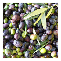 Refined Olive Oil