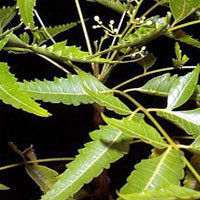 Azadirachta Indica Leaves (Neem)