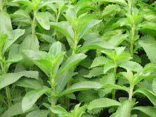 Stevia Dry Leaves