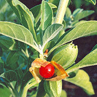 Withania Somnifera (Ashwagandha) Withanolides Max. 1.5%