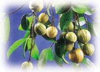 Garcinia Cambogia Extract