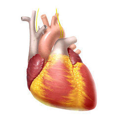 Heart & Diabetes Treatment Medicine