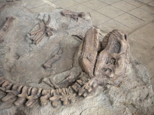 Museum Fossils