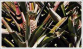 Aloes Extract