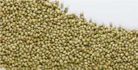 Celery Seed