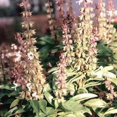 Ocimum Basilicum - Nutrient-Rich Herbal Extract , Antispasmodic, Antidepressant, Antiseptic, Antibacterial, Diaphoretic Relief