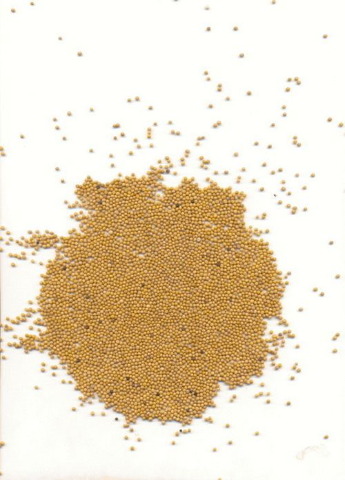 White Mustard Seeds