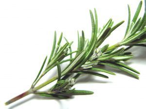 Rosemary