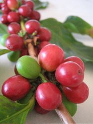 Green Coffee Beans