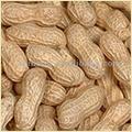 Groundnuts In Shell - 18/22, 20/24, 22/26 Counts/Ounce | Raw & Roasted, Moisture 6% Max, Strong Jute Bags 30 Kgs