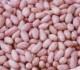 Hps Groundnut Kernels