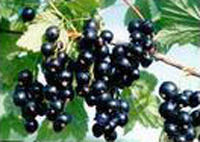 Black Currant Concentrate