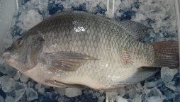 Scaled Tilapia Fish