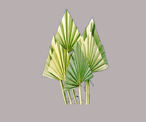 Palm Spear Leaves