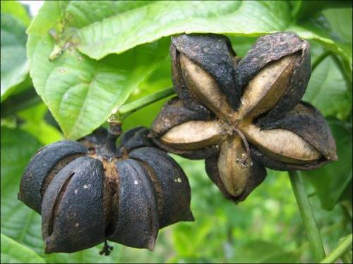 Organic Sacha Inchi