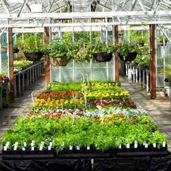 Horticulture Services - Expertly Curated Plant Cultivation | Customized Vegetable, Herb & Plant Solutions