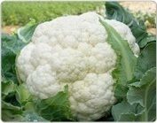 Hybrid Cauliflower Seeds