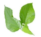 Mulberry Leaf P.E.